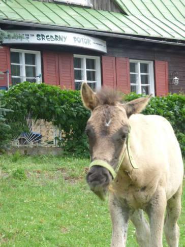 Nocleg ze śniadaniem Schronisko Srebrny Potok Lubawka